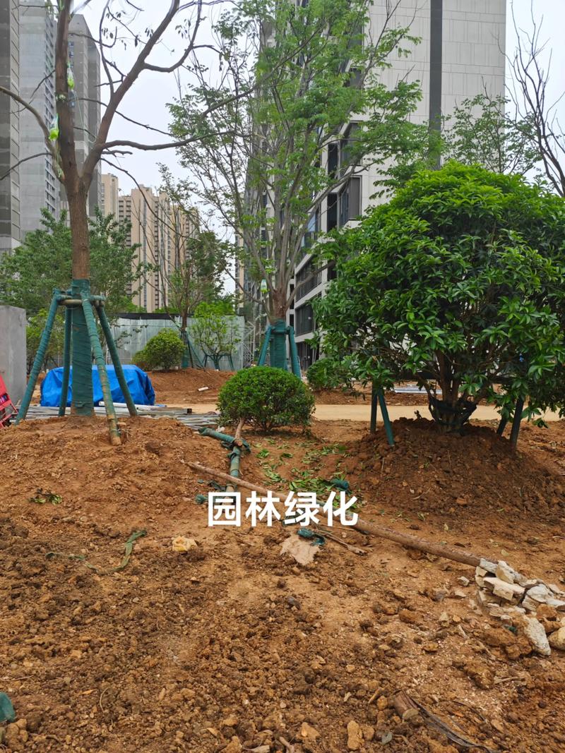 光谷中央公園施工進(jìn)行 園林綠化與工程施工的雙重交響